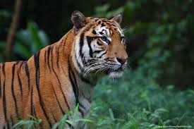 Day Four: Classifying Animals