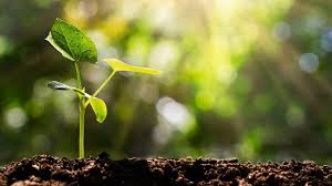 Day Five: All About Plants
